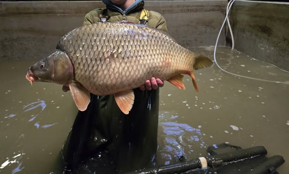 Hongaarse Karpers uitgezet op de Lake