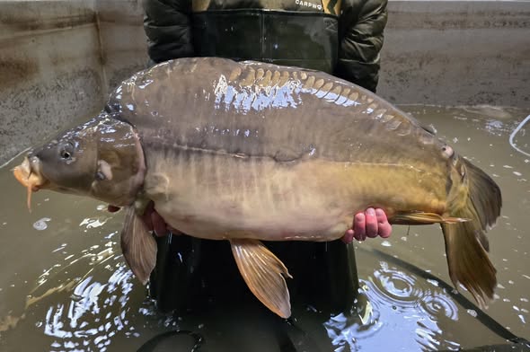 Hongaarse Karpers uitgezet2